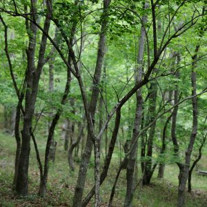 LINE公式アカウントを開設しました