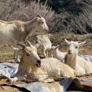 Blog「 NO FOOD NO LIFE　✖️　Agricultural HOUSE 」